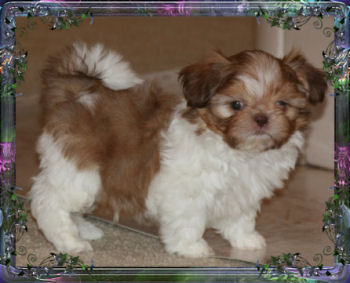 Connor tiny little liver male chinese imperial shih tzu puppy teacup